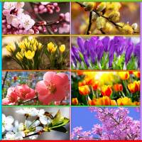 Online jigsaw puzzles flowers BigPuzzle.net - free online jigsaw puzzles full screen games! Play free! Bigest online Puzzles with rotation options!