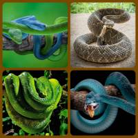 Online jigsaw puzzles animals BigPuzzle.net - free online jigsaw puzzles full screen games! Play free! Bigest online Puzzles with rotation options!