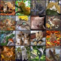 BigPuzzle.net - free online jigsaw puzzles full screen games! Play free! Bigest online Puzzles with rotation options!