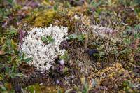 ������ ����� . ������ ��������� � ����� ������