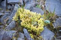 ������ ����