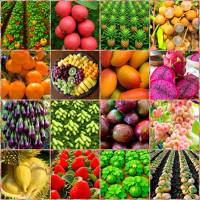 ������ ����