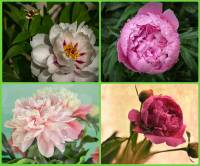 ������ ����� �����. ������ ��������� � ����� ������