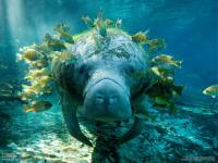 Online jigsaw puzzles underwater BigPuzzle.net - free online jigsaw puzzles full screen games! Play free! Bigest online Puzzles with rotation options!