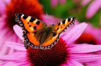 Online jigsaw puzzles insect BigPuzzle.net - free online jigsaw puzzles full screen games! Play free! Bigest online Puzzles with rotation options!